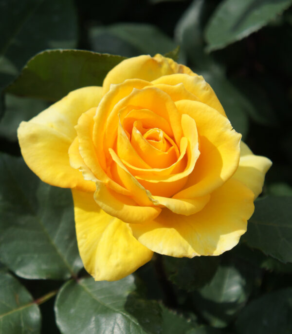 Rose (Yellow)