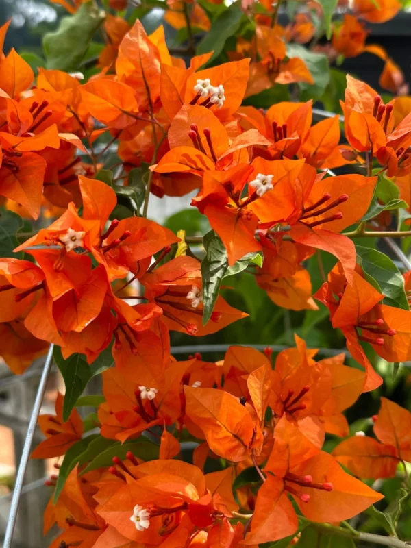 Bougainvillea (Orange)