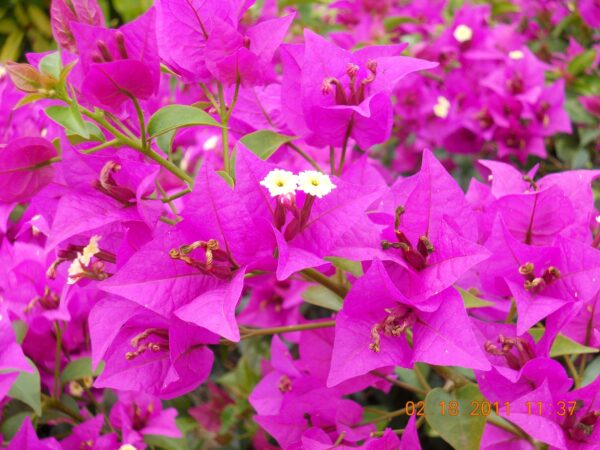 Bougainvillea (Pink)