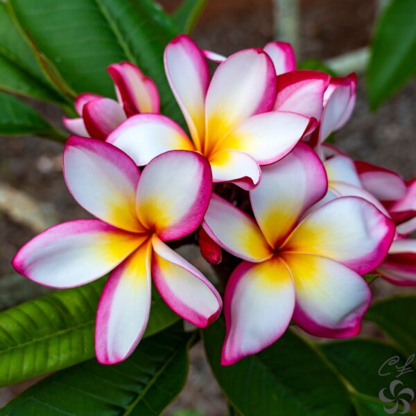 Champa (Pink-White)