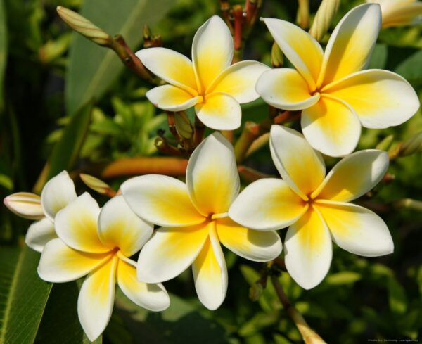 Champa (Yellow-White)