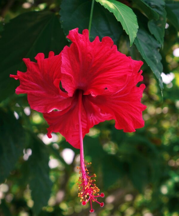Hibiscus (Red-Desi) - Image 2