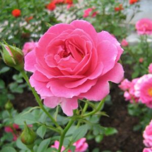 Rose (Desi)