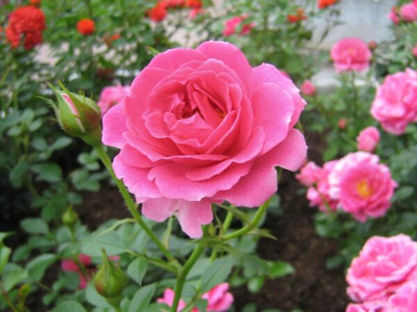 Rose (Desi)
