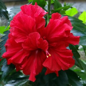 Hibiscus (Red-Double-Layer)