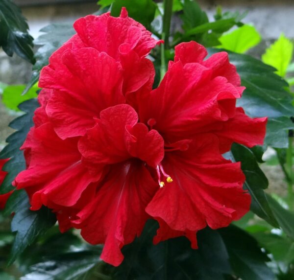 Hibiscus (Red-Double-Layer)