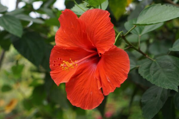 Hibiscus (Orange) - Image 2