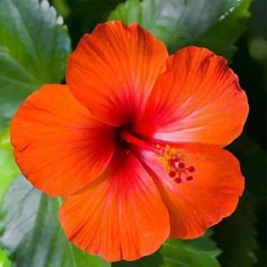 Hibiscus (Orange)