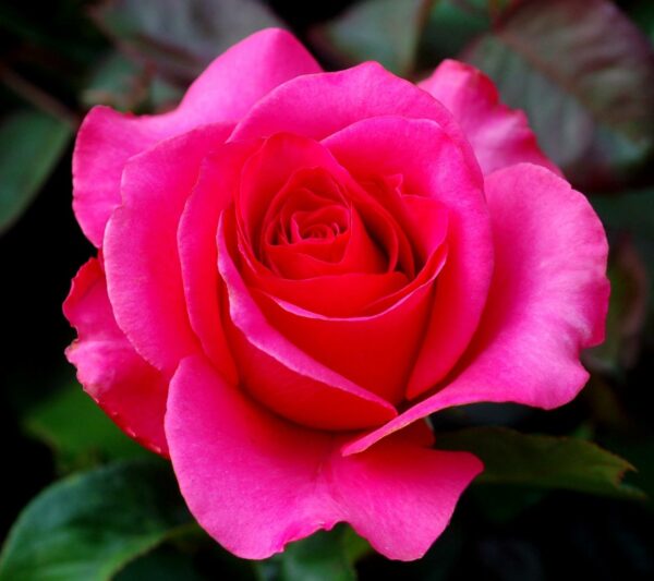 Rose (Pink) - Image 2