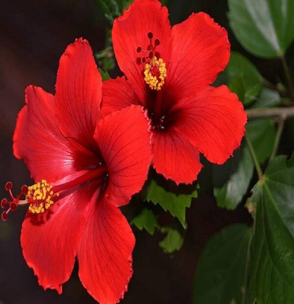 Hibiscus (Red)