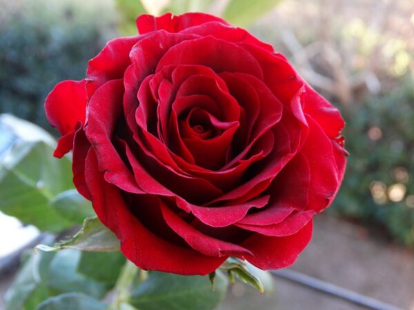 Rose (Red) - Image 2