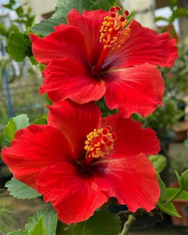 Hibiscus (Red) - Image 2