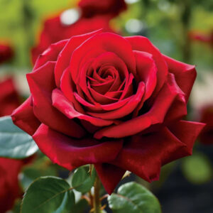 Rose (Red)