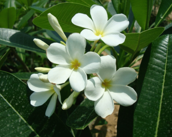 Champa (White)