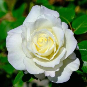 Rose (White)