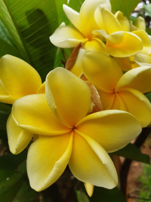 Champa (Yellow)