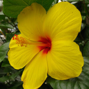 Hibiscus (Yellow)