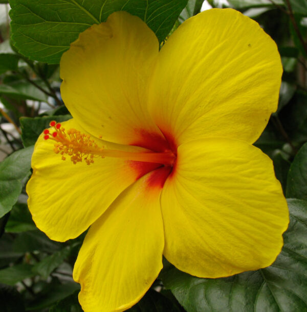 Hibiscus (Yellow)